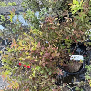 2gal Red Spirea Shrub - Must Take 3 Times the Bid Price