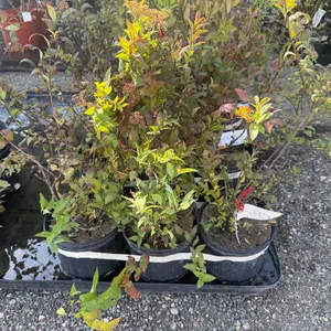 2gal Red Spirea Shrub - Must Take 3 Times the Bid Price