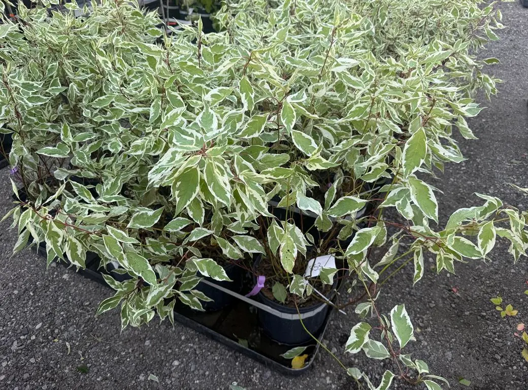 2.5gal Ivory Halo Dogwood Shrub - Must Take 3 Times the Bid Price