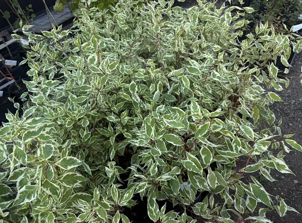 2.5gal Ivory Halo Dogwood Shrub - Must Take 3 Times the Bid Price