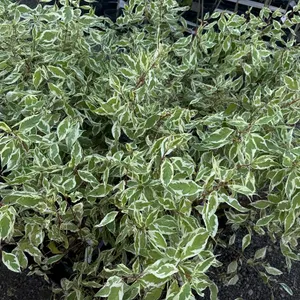2.5gal Ivory Halo Dogwood Shrub - Must Take 3 Times the Bid Price