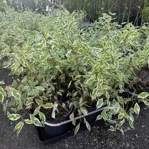 2.5gal Ivory Halo Dogwood Shrub - Must Take 3 Times the Bid Price