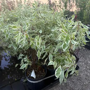 2.5gal Ivory Halo Dogwood Shrub - Must Take 3 Times the Bid Price