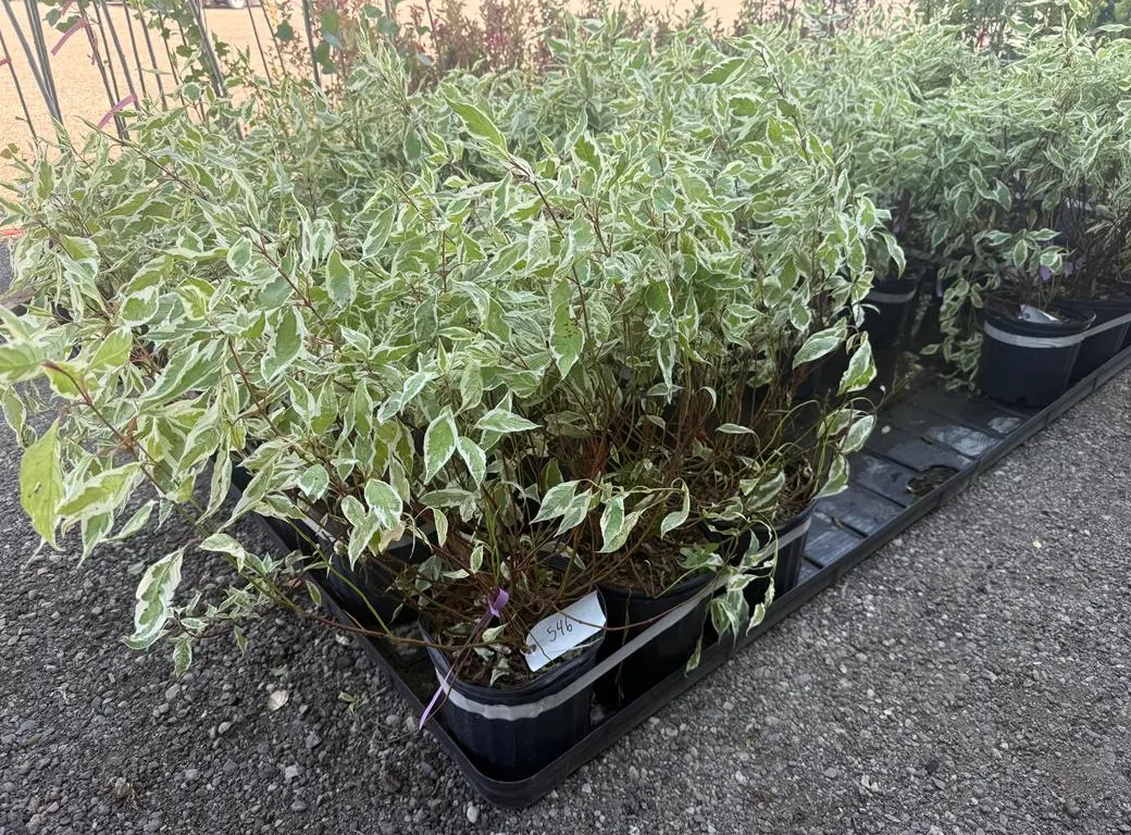 2.5gal Ivory Halo Dogwood Shrub - Must Take 3 Times the Bid Price