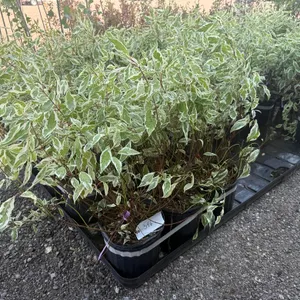 2.5gal Ivory Halo Dogwood Shrub - Must Take 3 Times the Bid Price
