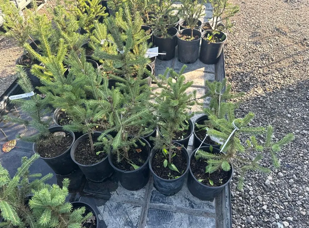 1gal White Spruce Evergreen Tree - Must Take 10 Times the Bid Price