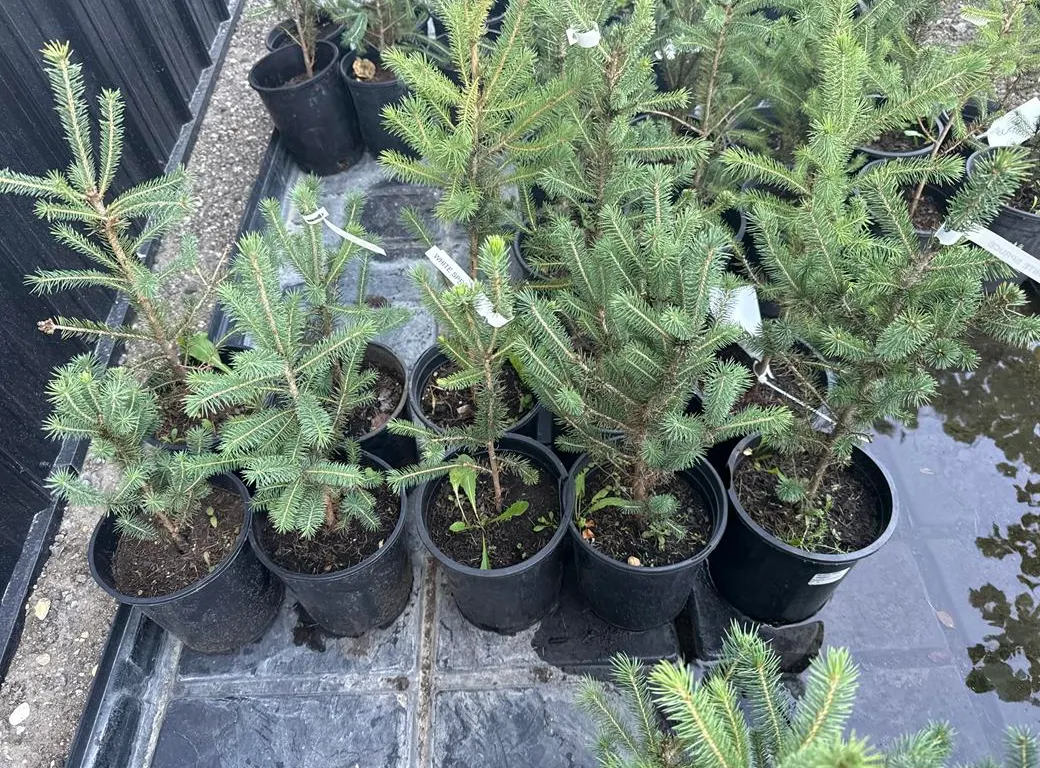 1gal White Spruce Evergreen Tree - Must Take 10 Times the Bid Price