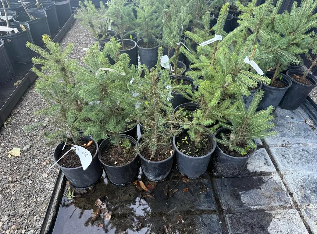 1gal White Spruce Evergreen Tree - Must Take 10 Times the Bid Price