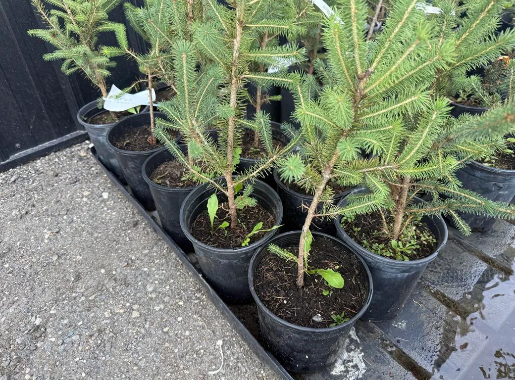 1gal White Spruce Evergreen Tree - Must Take 10 Times the Bid Price