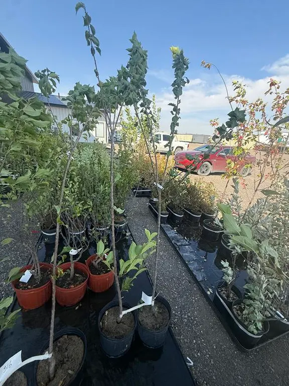 5gal Brooks Gold Plum Tree (Approx. 8') - Must Take 2 Times the Bid Price