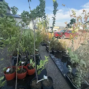 5gal Brooks Gold Plum Tree (Approx. 8') - Must Take 2 Times the Bid Price