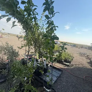 5gal Brooks Gold Plum Tree (Approx. 8') - Must Take 2 Times the Bid Price