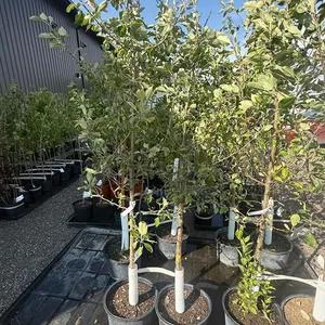 7gal Norkent Apple Tree (Approx. 8') - Must Take 2 Times the Bid Price