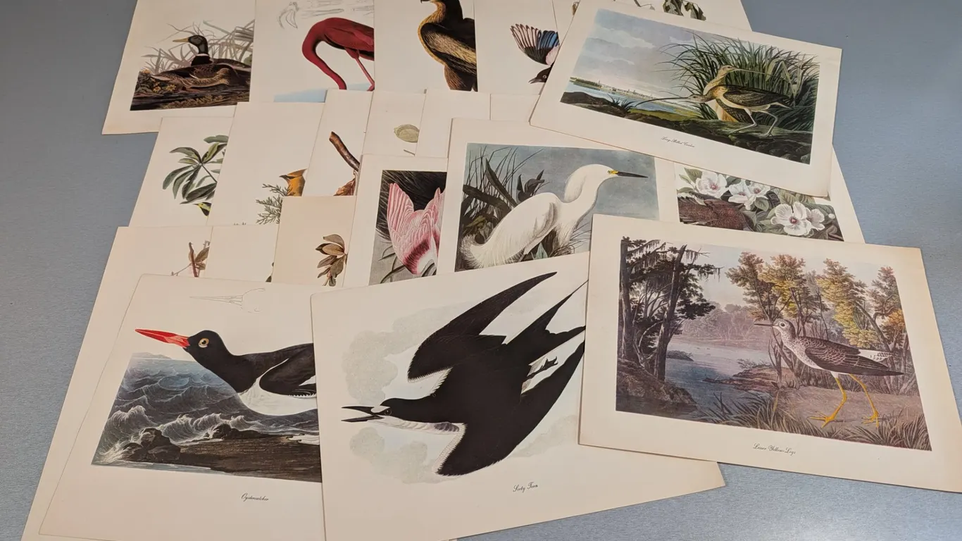 Collection of Vintage Bird Prints by Roger Tory Peterson