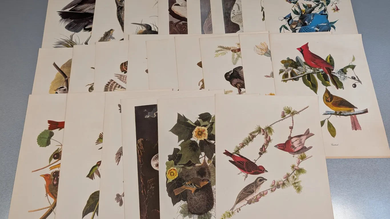 Collection of Vintage Audubon Bird Prints by Roger Tory Peterson