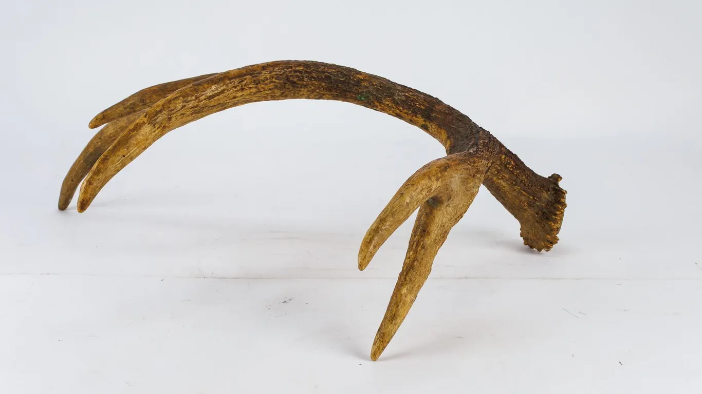 Decorative Deer Antler