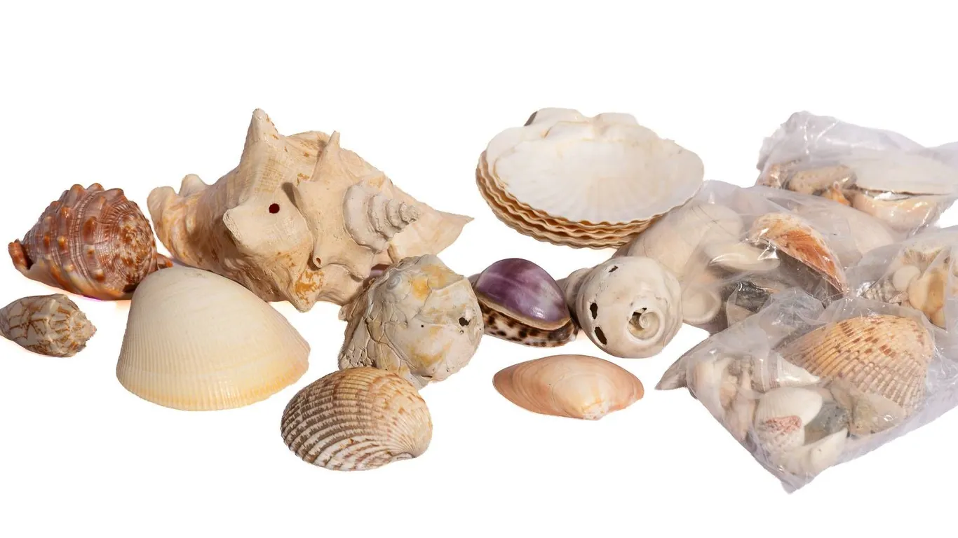 SHELLS AND SPECIMENS.