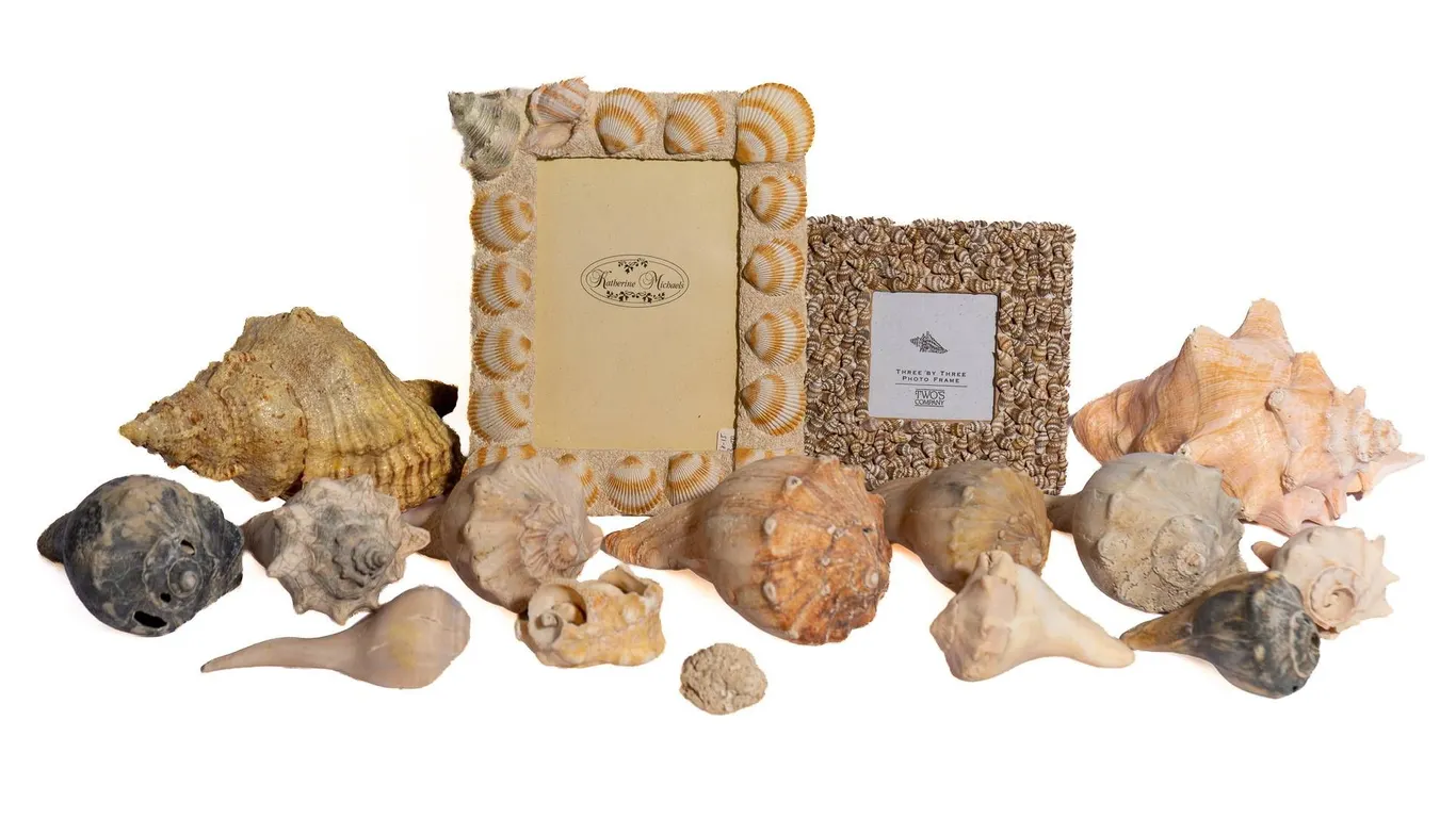 SEASHELLS AND SHELL DECORATED FRAMES.