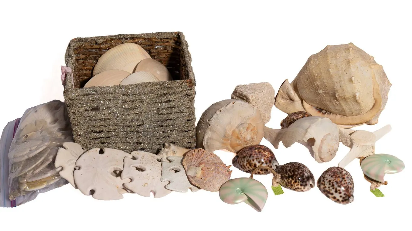 SEASHELLS AND SPECIMENS.