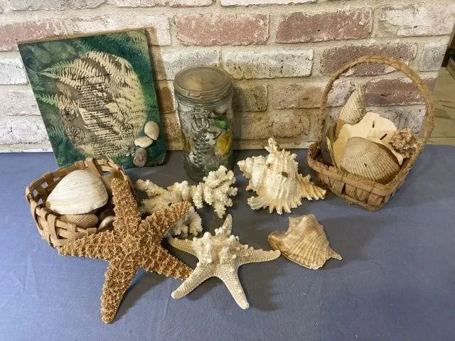BOX OF ASSORTED SEASHELLS & D�COR ITEMS
