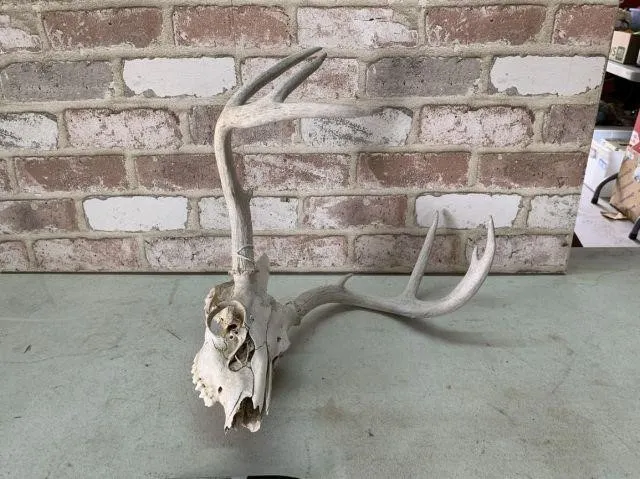 WHITE-TAILED DEER WEATHERED SKULL, 8 PT