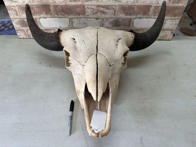 AMERICAN BISON SKULL, 26" WIDE TIP TO TIP