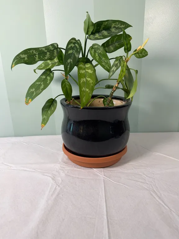 House Plant