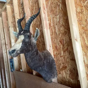 Shoulder Mount of Antelope (West Salem, WI)