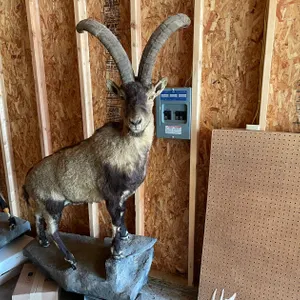 Full Body Mount of a Ibex (West Salem, WI)