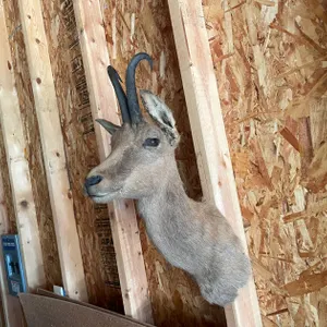 Shoulder Mount of Small Goat-Antelope (West Salem, WI)