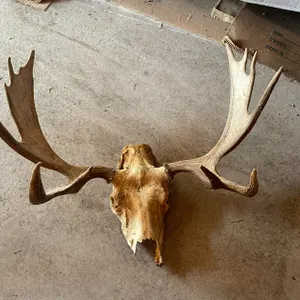 Skull of Juvenile Moose (West Salem, WI)