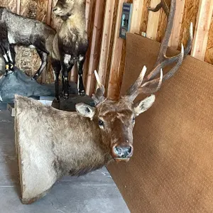 Shoulder Mount of Elk (West Salem, WI)