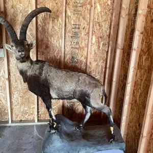 Full Body Mount of Spanish Ibex (West Salem, WI)