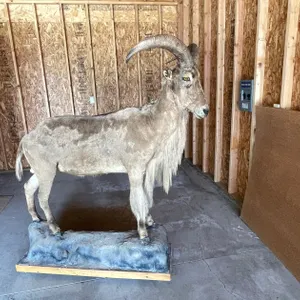 Full Body Mount of Aoudad or Barbary Sheep (West Salem, WI)