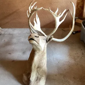 Shoulder Mount of Caribou (West Salem, WI)