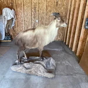 Full Body Mount of Himalayan Tahr (West Salem, WI)