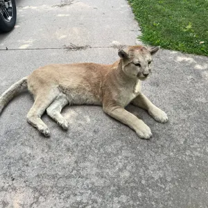 Full Body Mount of Mountain Lion (West Salem, WI)
