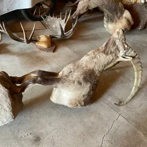 Half Body Mount of a Caprine (West Salem, WI)