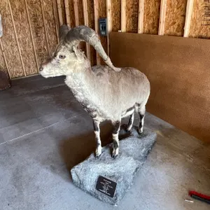 Full Body Mount of Blue Sheep (West Salem, WI)