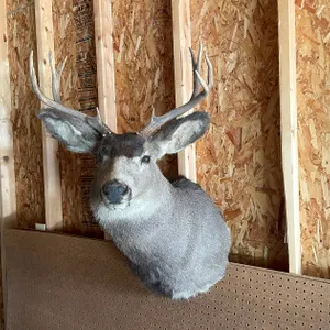 Shoulder Mount of Mule Deer (West Salem, WI)