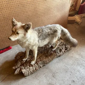 Full Body Mount of Coyote (West Salem, WI)