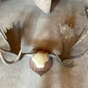 Moose Antler Mount (West Salem, WI)