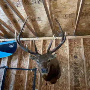 Elk Head Mount (West Salem, WI)