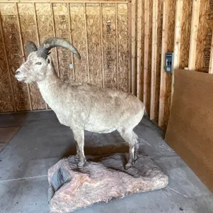 Full Body Mount of Dagestan Tur (West Salem, WI)