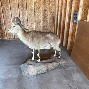 Full Body Mount of Blue Sheep (West Salem, WI)