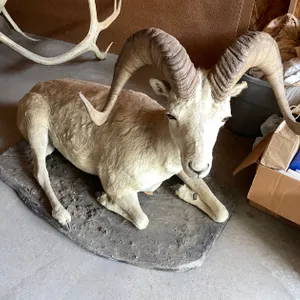 Full Body Mount of Dall Sheep (West Salem, WI)