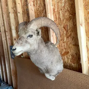 Shoulder Mount of Bighorn Sheep (West Salem, WI)