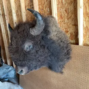 Shoulder Mount of Buffalo (West Salem, WI)