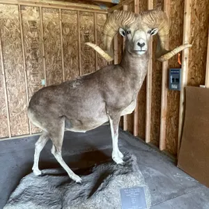 Full Body Mount High Altai Argali (West Salem, WI)