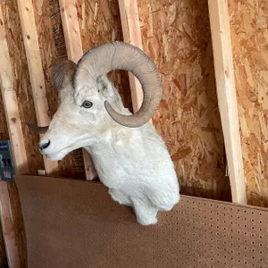 Shoulder Mount of Texas Dall Sheep (West Salem, WI)